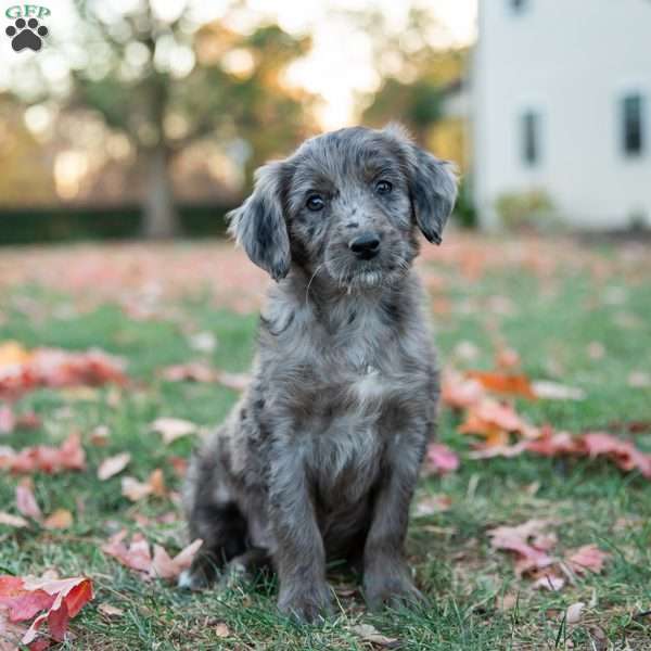 Pear, Mini Goldendoodle Puppy